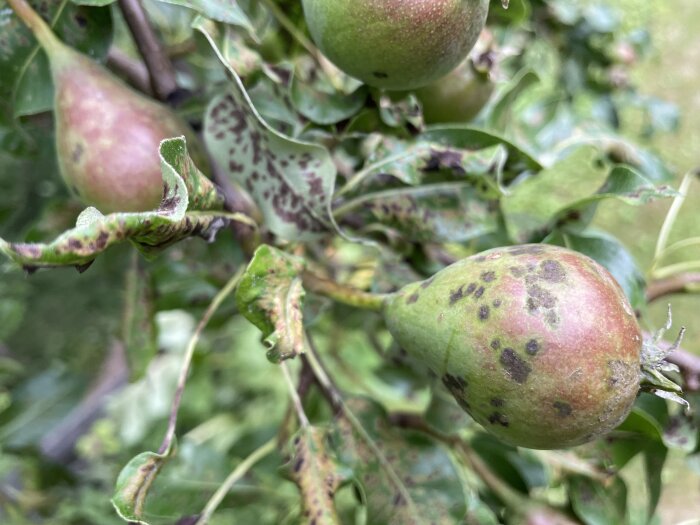 Närbild av päronträdets grenar med frukter och blad täckta av bruna fläckar, vilket kan tyda på sjukdom eller skadedjur.