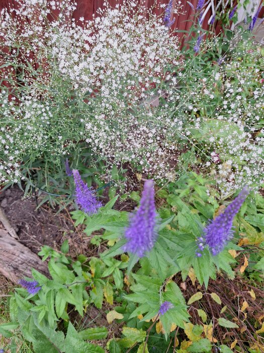 Blommande trädgård med vit Brudslöja och lila blommor framför en röd trävägg.