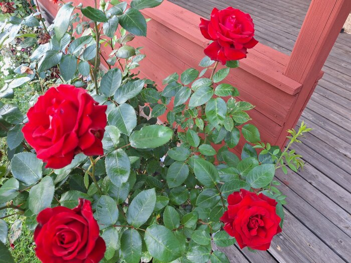 Fyra röda rosor i blomning i en trädgård bredvid en träveranda.