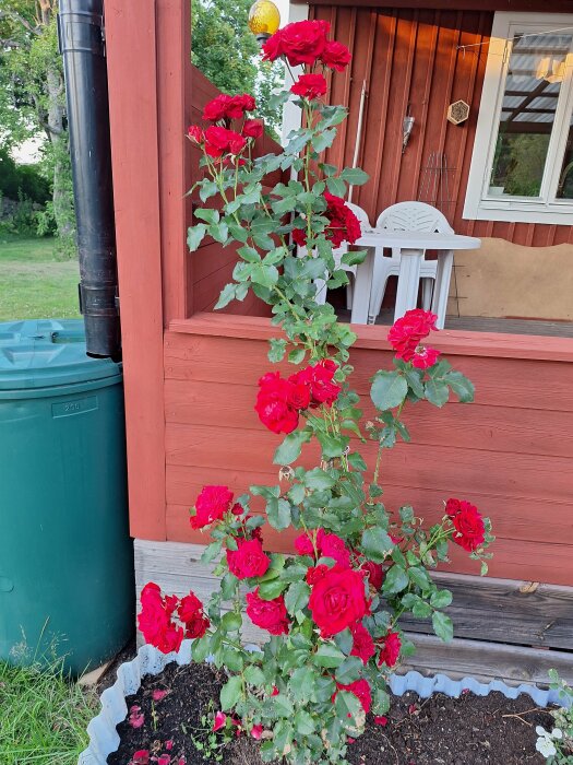 Röd rosbuske med många blommande rosor vid sidan av en röd träveranda, med en vit plaststol och ett bord i bakgrunden.