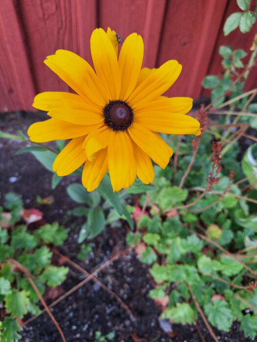 Närbild på en blommande gul rudbeckia framför en röd trävägg och gröna växter i bakgrunden.