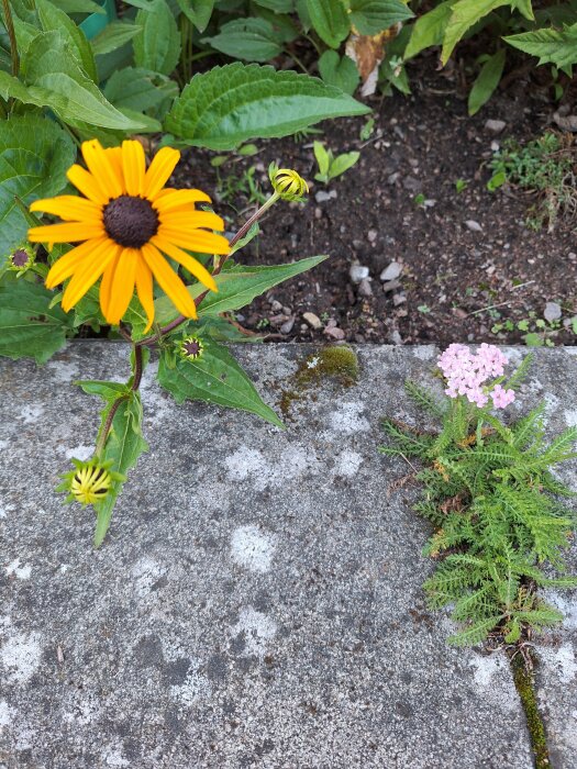 En gul rudbeckia och en rosenspirea som blommar vid en stenlagd gång i trädgården.