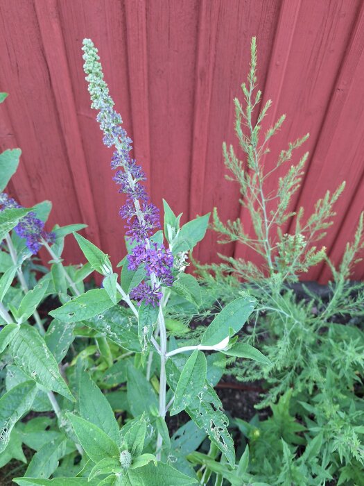 Blommande buddleja, också kallad fjärilsbuske, med lila blommor och gröna blad framför en röd träfasad.