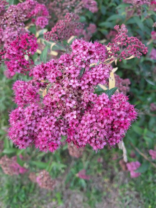 Närbild på rosenspirea i full blom med små, rosa blommor samlade i täta kluster. Bakgrunden visar fler rosenspireor och grönt bladverk.