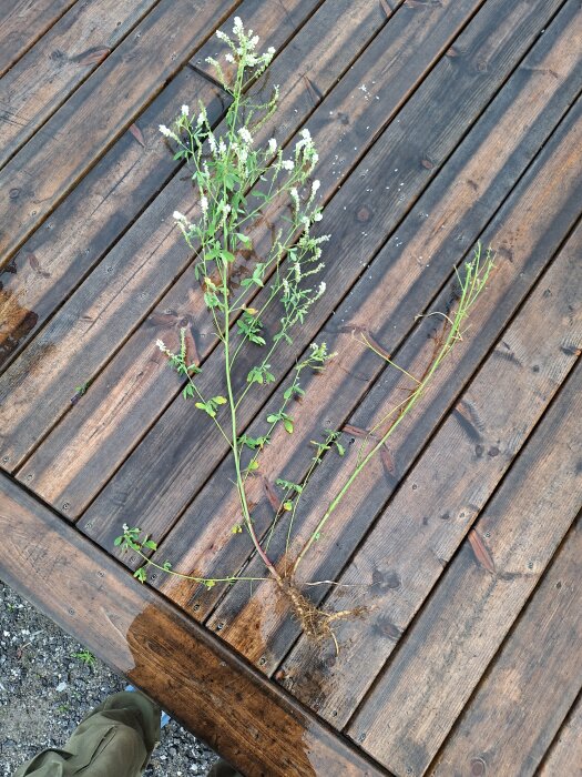 En lång, grön växt med vita blommor på en mörk träyta, med roten synlig och person i gröna byxor syns delvis i bilden.