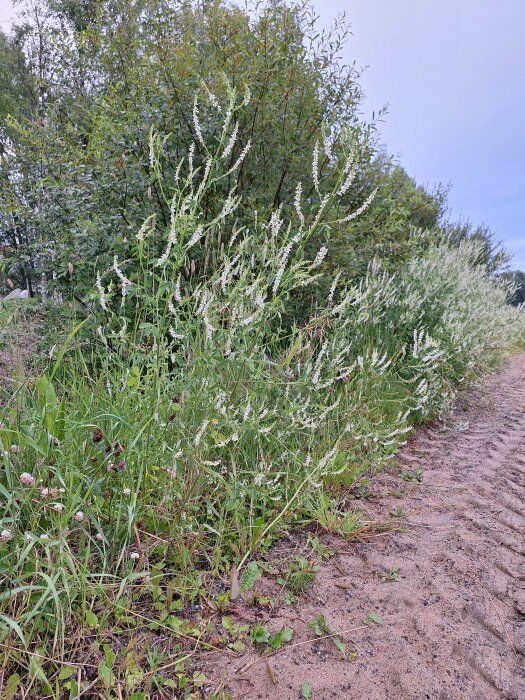 Bilden visar en växt med vita små blommor längs en sandig vägkant omgiven av grönska och träd.