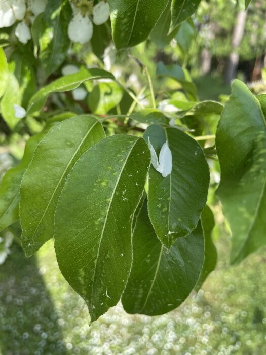 Närbild på gröna blad på ett träd, med några vita blomblad som sitter eller har fallit på bladen. Solbelyst miljö med grönska i bakgrunden.