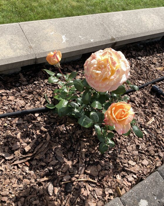 Nyplanterade rosor i rabatten med en bevattningsslang och kantsten i bakgrunden. Rosorna är ljusorange med en antydan av rosa på kronbladen.