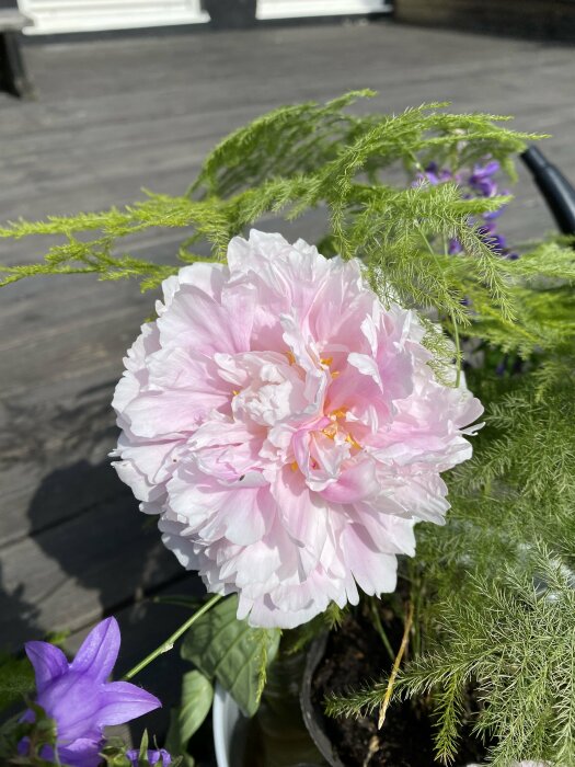 En nära bild på en ljusrosa pionblomma omgiven av gröna ormbunkar och lila blommor i en trädgård.