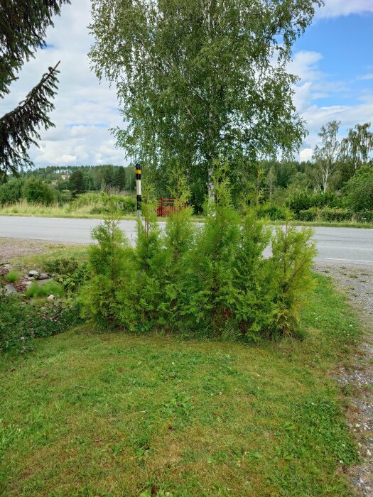 En rad med gröna barrväxter planterade på en gräsmatta, omgiven av buskar och träd, med en landsväg och ytterligare vegetation i bakgrunden.