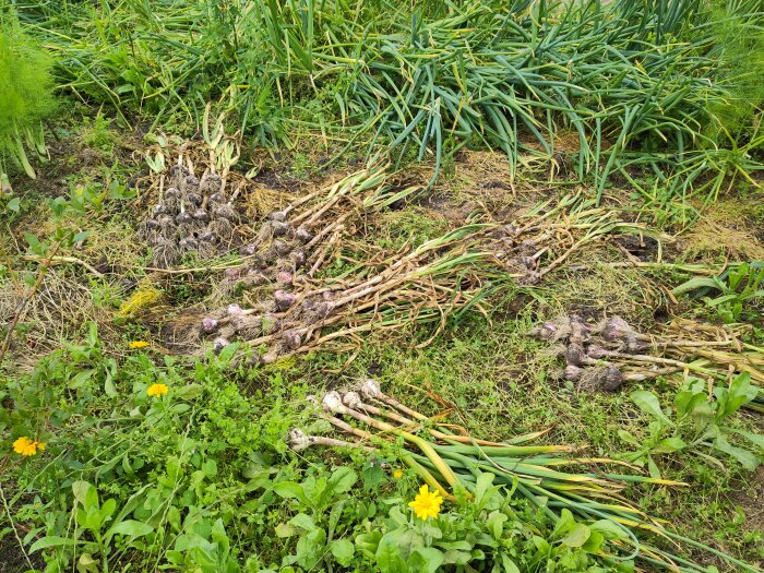 Nyupptagen vitlök ligger på marken, omgiven av grönska och vissna lökskal; några gula blommor syns i förgrunden.