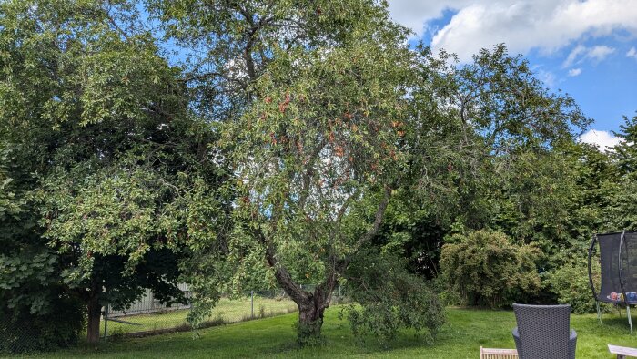 Stort körsbärsträd med sprucken stam och skador i barken i trädgård, omgiven av grönska och möbler, med en studsmatta i bakgrunden.