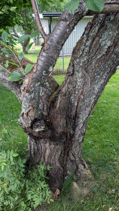 Ett cirka 70 år gammalt körsbärsträd med skadad bark och en tydlig spricka där stammen delar sig fotograferat i en trädgård.