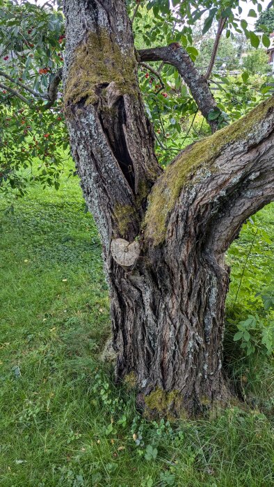 Ett gammalt körsbärsträd med skador i barken och en stor spricka i stammen vid förgreningen, omgiven av grönska och bär.