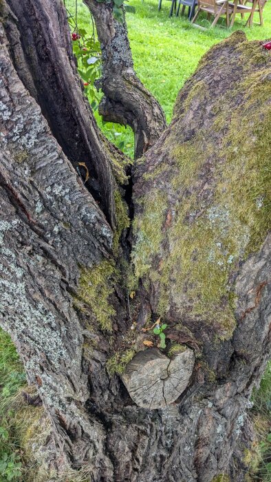 Stort körsbärsträd med skador: en spricka i mitten där stammen delar sig och skadad bark täckt med mossa, synliga problemområden nära basen.