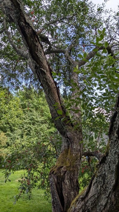 Ett stort körsbärsträd med spruckna stammar och skadad bark, omgiven av grönska och körsbär. Trädstammen är täckt med mossa.