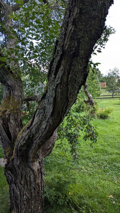 Körsbärsträd med sprucken stam och synliga skador i bark; grönska och gräsmatta i bakgrunden.