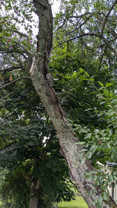 Skadat körsbärsträd med synlig spricka i stammen där den delar sig och viss barkskada, stående i en lummig trädgård med staket i bakgrunden.