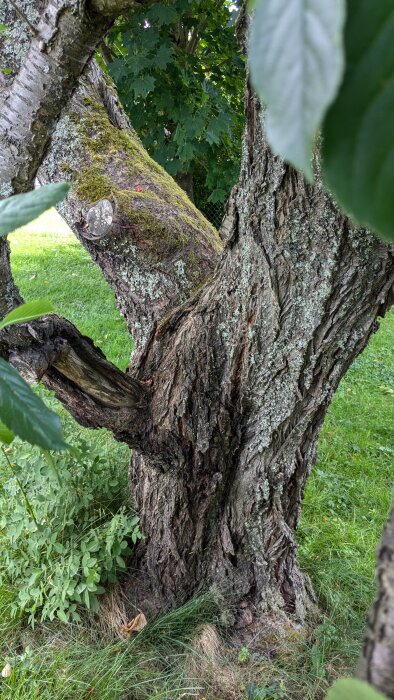 Närbild på stammen av ett gammalt körsbärsträd med skador i barken och en stor spricka vid förgreningen, omgiven av gräsmatta och buskage.