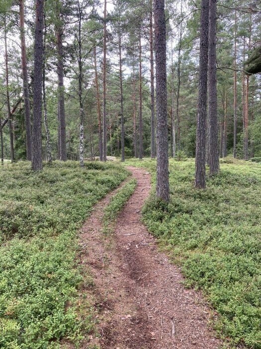 En smal stig som slingrar sig genom en skog med höga tallar och gröna buskar. Skogen är frodig med mycket grönska på marken.