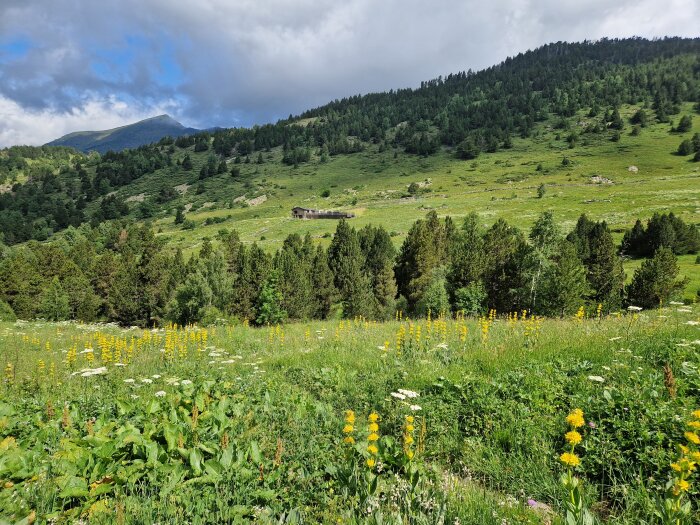 En grön äng med gula blommor sträcker sig framför en tät skog och en bergssluttning under en molnig himmel; ett ensamt hus syns på avstånd.