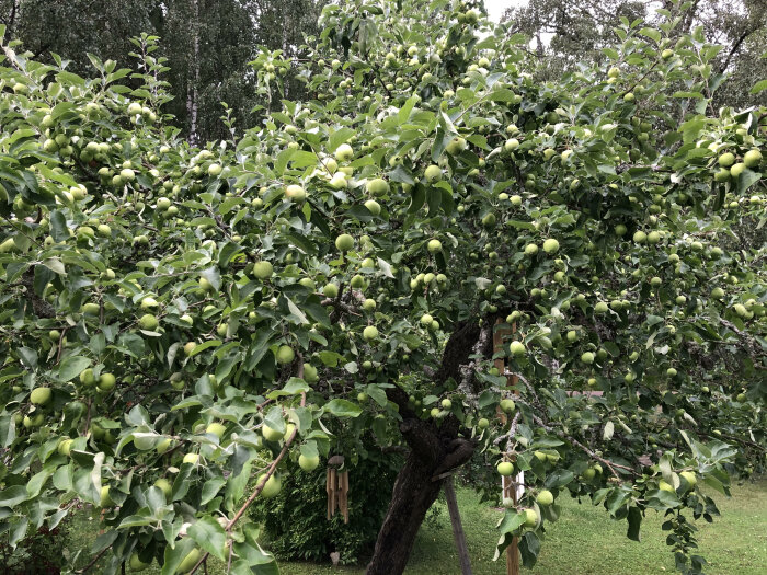 Äppelträd överfyllt med kart efter gallring med gröna äpplen på grenarna och frodiga gröna blad.