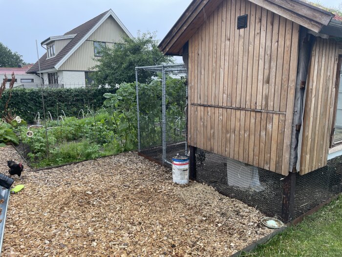 Hönshus med träram och saknade paneler, sittande över mark med nät under. Trädgårdsodling och bostadshus syns i bakgrunden, en svart kyckling går bredvid.