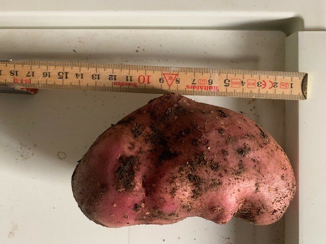 Potatis täckt med jord bredvid en tumstock som visar längden är cirka 13 cm.