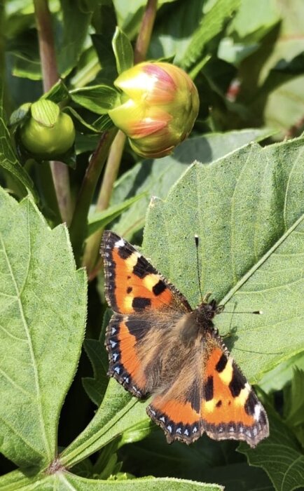 En fjäril med orange, svarta och blå fläckar sitter på ett grönt blad nära en blomknopp.