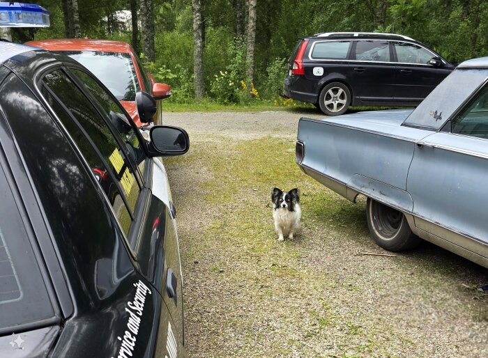 En svartvit hund står och väntar mellan bilar på en grusplan, omgiven av grönska. En svart bil till vänster och en blå bil till höger.