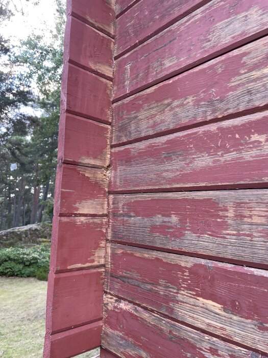 Röd träbod med skadade knutar på södersidan. Färgen är avskavd på vissa delar, och det syns röta i träet vid knuten. Skog i bakgrunden.