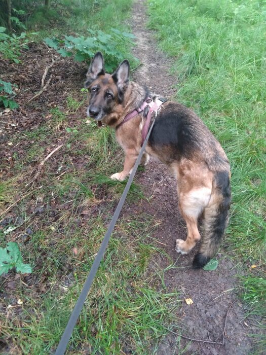 Schäferhund på 7 år ute på promenad med koppel, omgiven av grön natur och stigar.