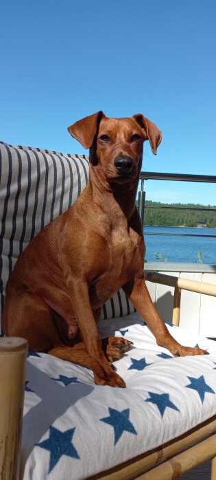 Brun hund sitter på en solstol täckt med en filt med blå stjärnor, med en sjö och skog i bakgrunden under en klarblå himmel.