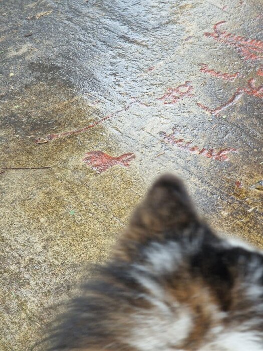 Ristningar på klipphäll i Lysekil, inklusive en röd figur som liknar en fisk. En hunds huvud syns i förgrunden.