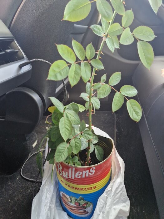 Rosplanta i en Bullens varmkorvburk, placerad på golvet i en bil.