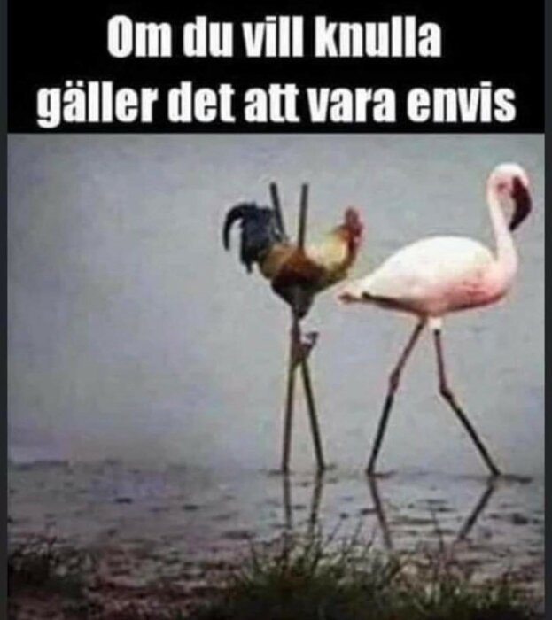 En tupp står på styltor bredvid en flamingo i grunt vatten. Texten ovan säger "Om du vill knulla gäller det att vara envis".