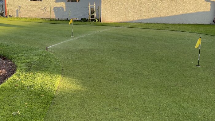 Gulflaggade hål på en nyinsådd krypven-gräsyta med en sprinkler som vattnar området. Bakgrund med bebyggelse och staket i kvällsljus.