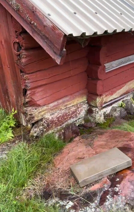 Hörn av en röd träbyggnad med tydliga tecken på röta, skador och vit tillväxt längst ner på väggarna, samt en bit tak med korrugerat plåt. Fuktigt gräs och stenar vid basen.