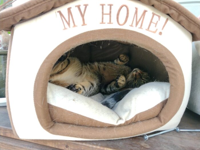 Katt som ligger på rygg och sover i en vit och brun katthydda med texten "MY HOME!" på ovansidan.