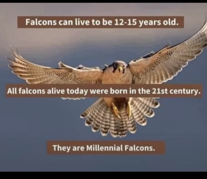 Foto på en falk som flyger, tillsammans med texten: "Falcons can live to be 12-15 years old. All falcons alive today were born in the 21st century. They are Millennial Falcons.