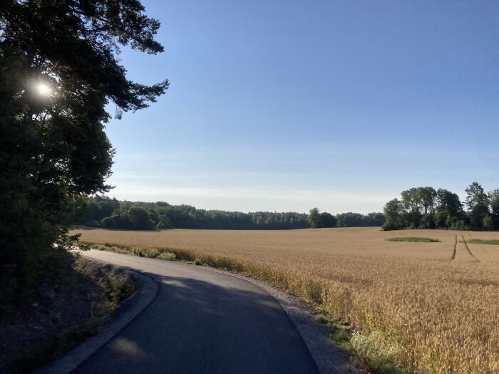 En asfalterad väg vid en åker med moget vetefält i guldbruna nyanser, omgiven av skog under en klarblå himmel.