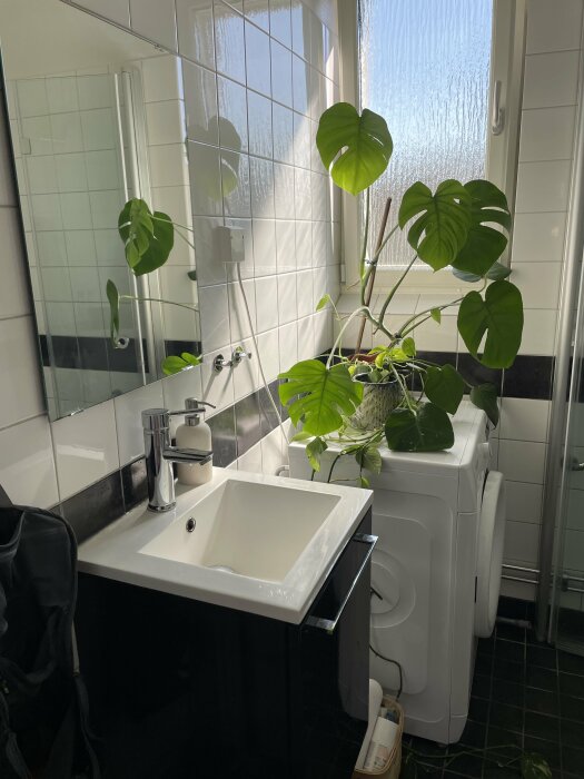 Badrum med svart kommod, rektangulär vit handfat, spegel, grön växt på vit tvättmaskin, vitkaklade väggar, svart kakel på golvet, stort fönster med frostat glas.