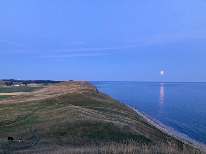 Gräsbevuxen ås vid havet i skymningen med fullmåne som speglas i vattnet och några hus samt kor på fältet.