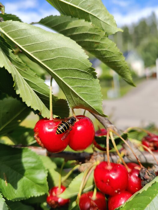 En geting sitter på mogna körsbär som hänger från en gren, omgiven av gröna blad.