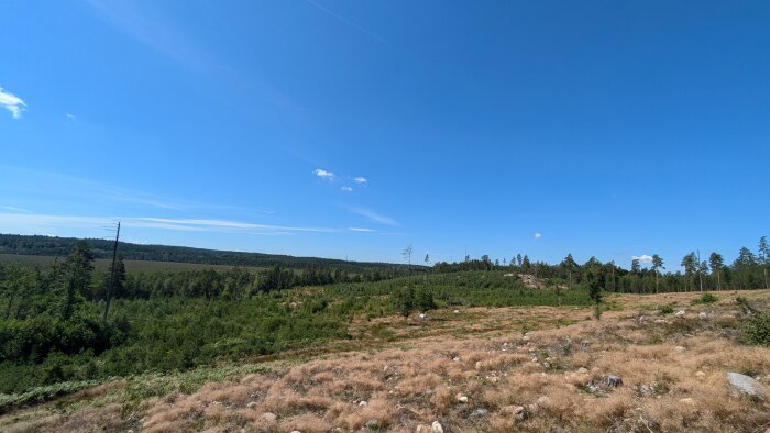 Foto av ett kalhygge i skogen med några enstaka träd som står kvar, under en klarblå himmel.