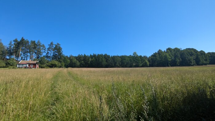 En liten röd stuga med vita knutar omgiven av skog och belägen på en stor äng under en klarblå himmel.