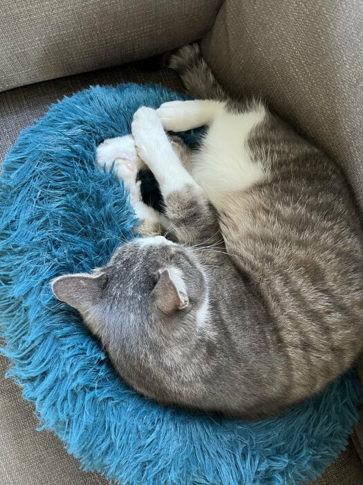 Grå och vit katt ligger ihoprullad och sover på en mjuk, blå fluffig kudde på en soffa.