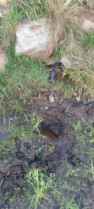Mark med lerig jord och stående regnvatten, omgiven av gräs och buskage. Sten och en bit av en svart slang synlig i bakgrunden.
