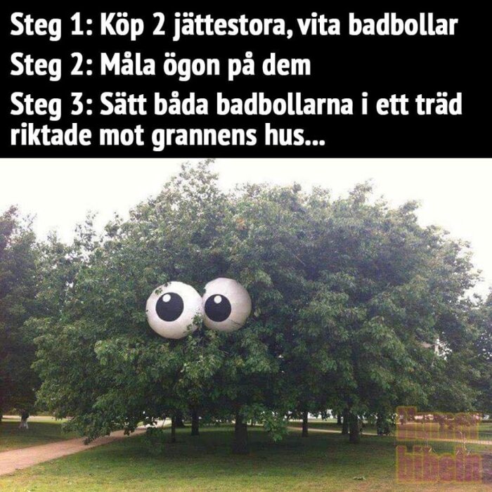 En stor buske med två stora vita badbollar målade som ögon, som är placerade så att det ser ut som att busken har ögon och tittar mot grannens hus.