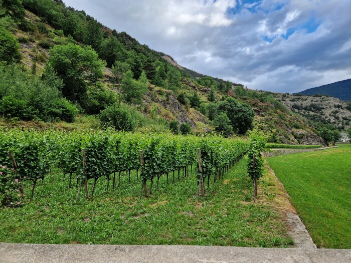 Vinrankor som växer i rader på en grönskande vingård omgiven av kullar och skog, under en delvis molnig himmel.